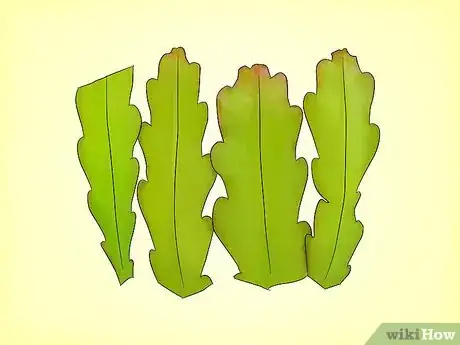 Image titled Grow Epiphyllum Cactus Step 1