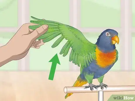 Image titled Treat Psittacine Beak and Feather Disease in Lories and Lorikeets Step 1