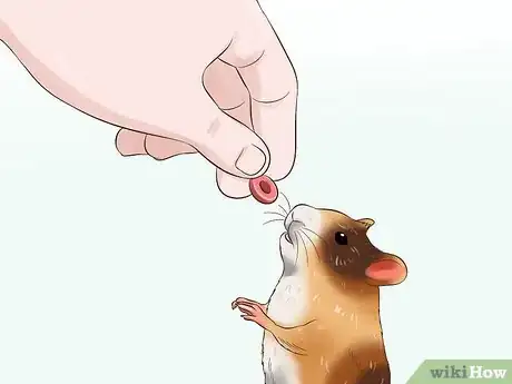 Image titled Tame a Hamster Step 11