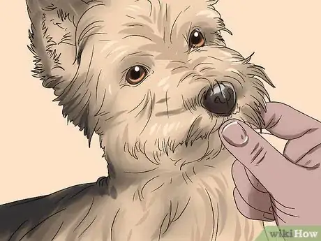 Image titled Trim a Yorkie's Face Step 4