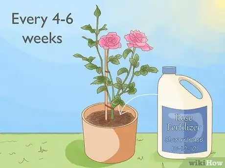 Image titled Grow Roses in Containers Step 13