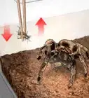 Feed a Tarantula