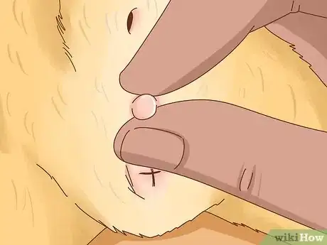 Image titled Determine the Sex of a Kitten Step 5