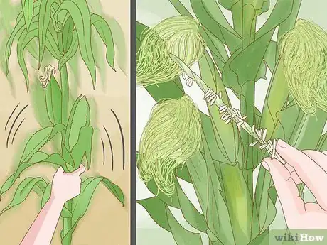 Image titled Grow Corn Indoors Step 9