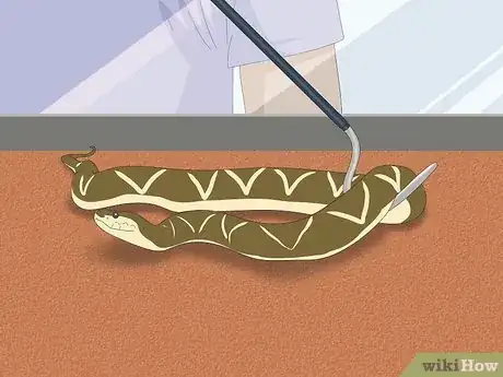 Image titled Hold a Snake Step 8