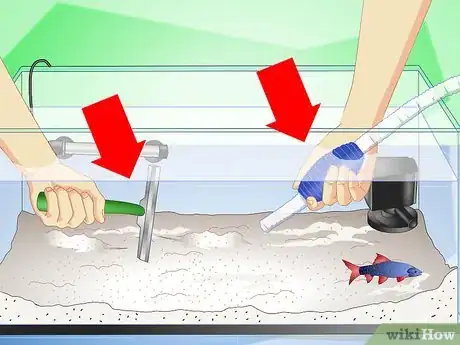 Image titled Care for a Rainbow Shark Step 10