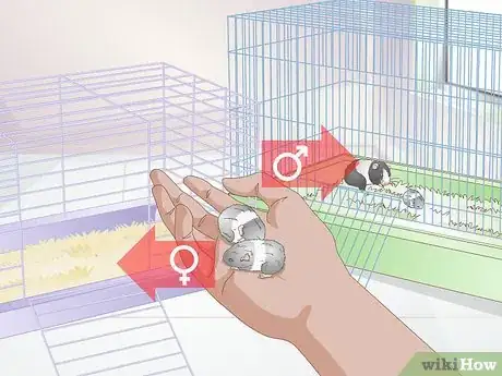 Image titled Deal with Baby Hamsters Step 7