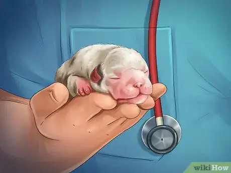 Image titled Help Your Dog After Giving Birth Step 11