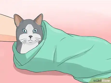 Image titled Give Your Cat Nose Drops Step 16