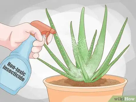 Image titled Why Does Your Aloe Plant Not Stand Up Step 10