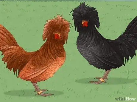 Image titled Male vs Female Polish Chickens Step 8