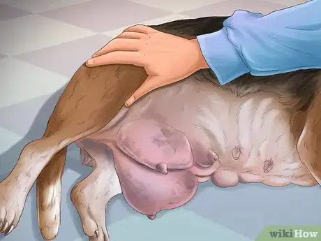 Image titled Help Your Dog After Giving Birth Step 18