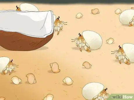 Image titled Breed Hermit Crabs Step 14