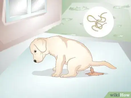 Image titled Know Your Puppy Has Worms Step 1