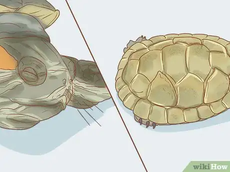 Image titled Look After Terrapins Step 9