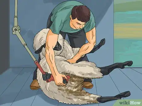 Image titled Care for Sheep Step 13Bullet1