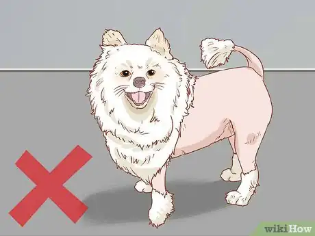 Image titled Take Care of a Pomeranian Step 14