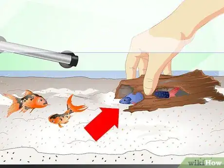 Image titled Care for a Rainbow Shark Step 13