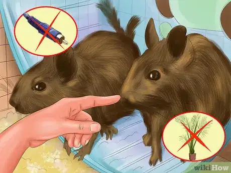 Image titled Keep a Degu Step 12