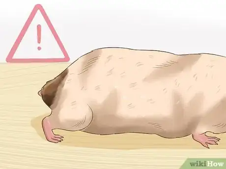Image titled Tame a Hamster Step 13