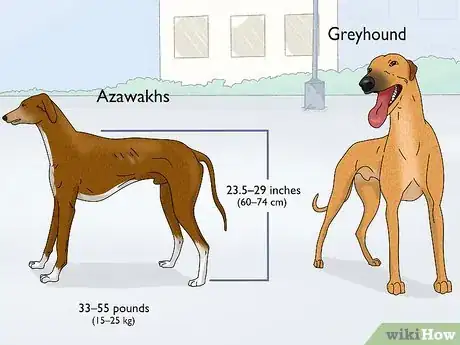 Image titled Identify a Greyhound Step 18