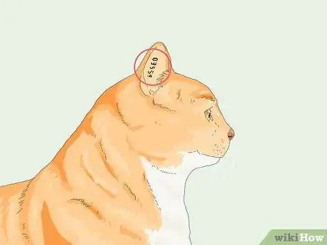 Image titled Tell If a Cat Is Neutered Step 2