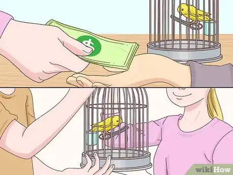 Image titled Choose a Canary Step 4