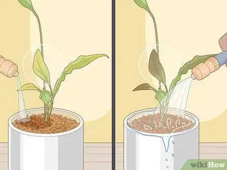 Image titled Care for Peace Lilies Step 12