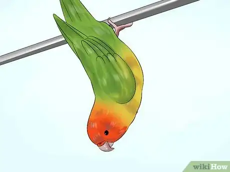 Image titled Tell if Your Pet Budgie Likes You Step 6