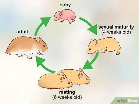 Image titled Care for Hamster Babies Step 2
