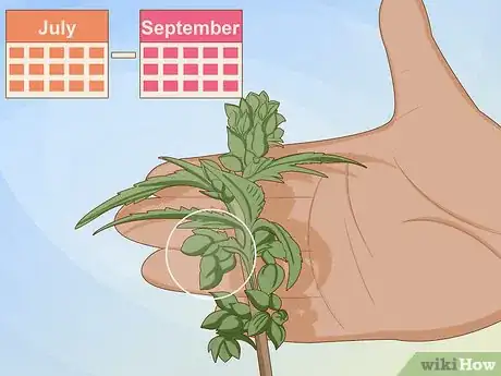 Image titled Identify Female and Male Marijuana Plants Step 2