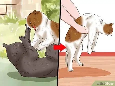 Image titled Care for an FIV Infected Cat Step 17