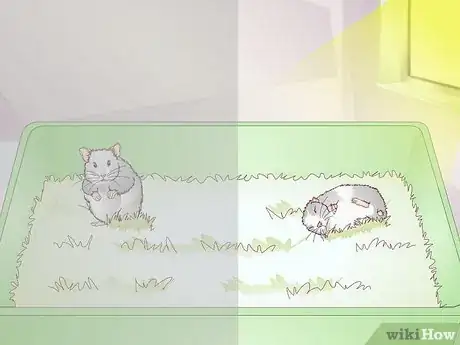 Image titled Get a Hamster to Sleep Step 1