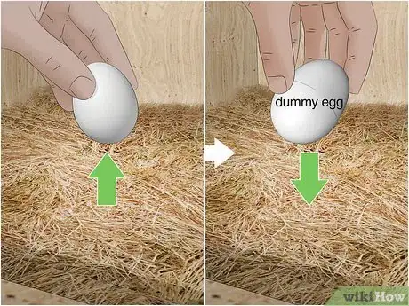 Image titled Keep Chickens from Eating Their Own Eggs Step 10