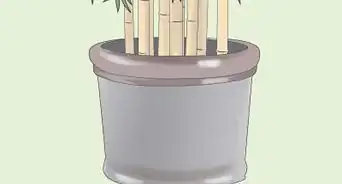 Get Rid of Bamboo