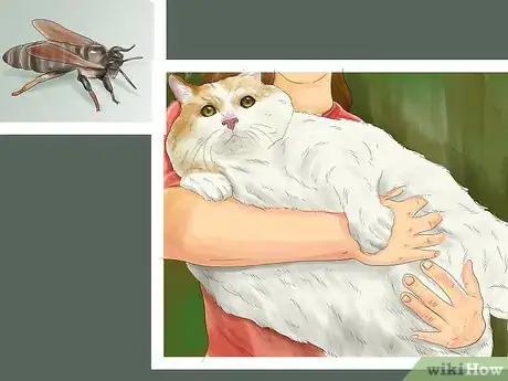 Image titled Diagnose Feline Skin Problems Step 15