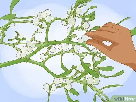 Image titled Grow Mistletoe Step 1