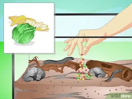 Image titled Make a Millipede Habitat Step 11
