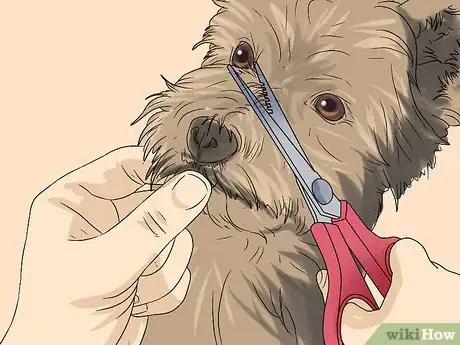 Image titled Trim a Yorkie's Face Step 5