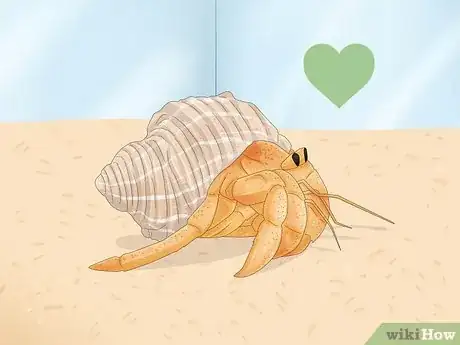 Image titled Buy a Pet Hermit Crab Step 1