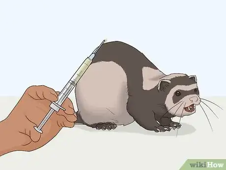 Image titled Train Your Ferret to Walk on a Leash Step 11