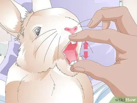 Image titled Give a Rabbit Medication Step 13