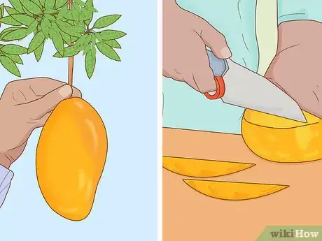 Image titled Grow a Mango Tree Step 17