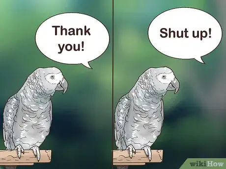 Image titled Encourage an African Grey Parrot to Speak Step 4