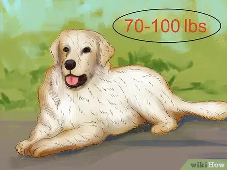 Image titled Identify a Maremma Sheepdog Step 2
