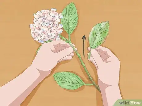 Image titled Revive Hydrangeas Step 11