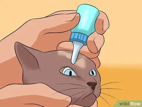 Image titled Diagnose Eyelid Conditions in Cats Step 19