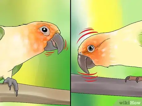 Image titled Interact with Your Conure Step 5