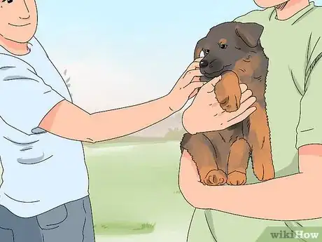 Image titled Buy a German Shepherd Puppy Step 19