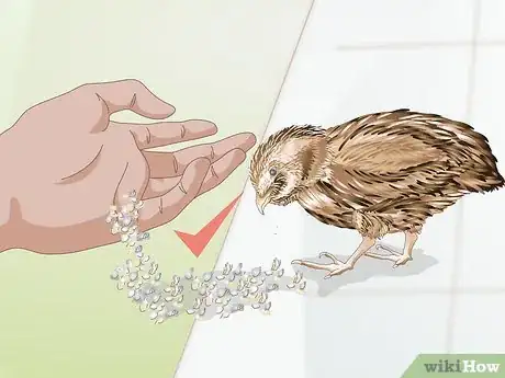 Image titled Care for Quail Step 15